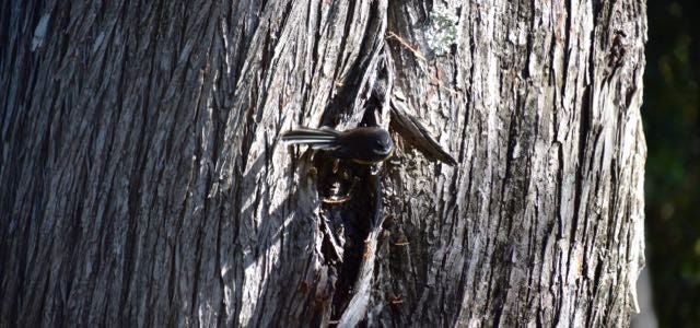 Blurry picture of a bird pecking at a tree trunk