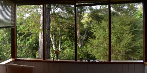 View from a window in New Zealand; Trees, green leaves at the end of sumemer